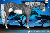 Horse Color:Silver Black Chinchilla Frame 