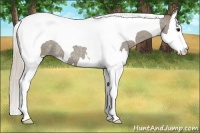 Horse Color:Silver Smoky Blue Roan Splash Tobiano