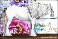 Horse Color:Buckskin Pearl Appaloosa 