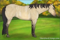 Horse Color:Buckskin Roan Dun  Brindle