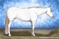 Horse Color:Chestnut Fewspot 