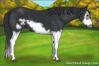 Horse Color:Black Splash Frame