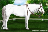 Horse Color:Black Splash Near Leopard