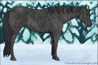 Horse Color:Black  Brindle