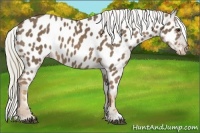 Horse Color:Chocolate Palomino Appaloosa 
