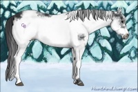 Horse Color:White Spotted Black Frame