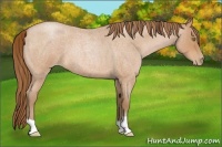 Horse Color:Bay Roan Pearl 