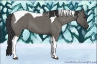 Horse Color:Grullo Roan Tobiano