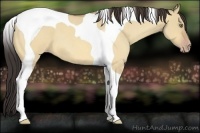 Horse Color:Amber Champagne Roan Dun Tobiano 