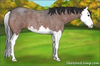 Horse Color:Bay Roan Splash