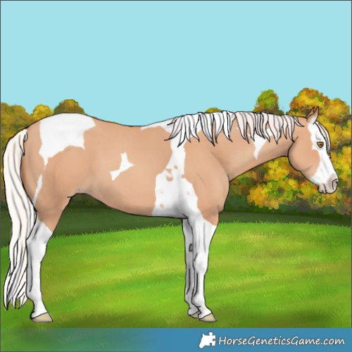 Horse Color:Silver Classic Champagne Splash Tobiano 