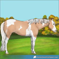 Horse Color:Silver Classic Champagne Splash Tobiano 