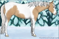 Horse Color:Silver Classic Champagne Splash Tobiano 
