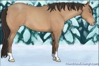 Horse Color:Amber Champagne Roan 