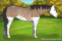Horse Color:Bay Roan Dun Splash Rabicano 