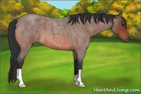 Horse Color:Bay Roan