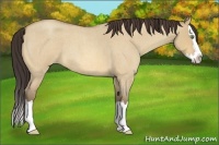 Horse Color:Amber Champagne Roan Dun Splash 