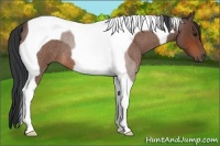 Horse Color:Bay Roan Tobiano