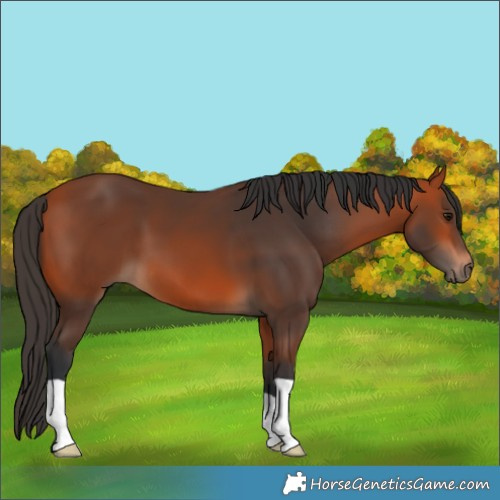 Horse Color:Bay 