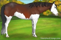 Horse Color:Bay Splash 