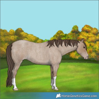 Horse Color:Classic Champagne Roan
