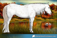 Horse Color:White Spotted Black Pearl Sabino Splash Rabicano 