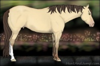 Horse Color:Amber Champagne Dun 