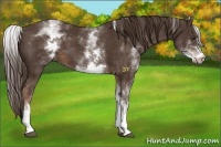 Horse Color:White Spotted Liver Chestnut 
