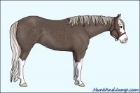 Horse Color:Silver Black Sabino Splash