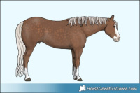 Horse Color:Silver Black Splash