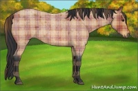 Horse Color:Plaid  Bay Roan 