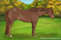 Horse Color:Chestnut Frame