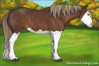 Horse Color:Liver Chestnut Splash