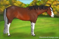 Horse Color:Bay Splash 