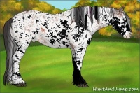 Horse Color:Bay Sabino Appaloosa Rabicano