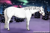 Horse Color:Chocolate Palomino Sabino Frame Appaloosa Rabicano