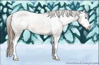 Horse Color:Buckskin Sabino Splash Appaloosa