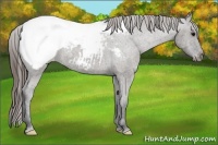 Horse Color:Grullo Frame Appaloosa