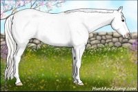 Horse Color:Silver Smoky Grullo Appaloosa 