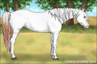 Horse Color:White Spotted Brown Dun Appaloosa Rabicano 