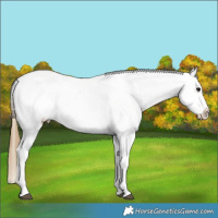 Horse Color:Smoky Black Ice Appaloosa 