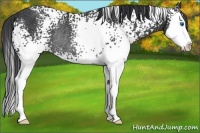 Horse Color:White Spotted Black Splash Rabicano