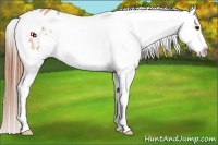 Horse Color:White Spotted Bay Dun Splash Frame Appaloosa