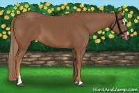 Horse Color:Chestnut Sabino