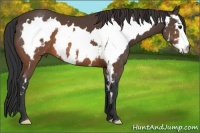 Horse Color:White Spotted Brown Frame 