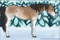Horse Color:White Spotted Bay Dun 