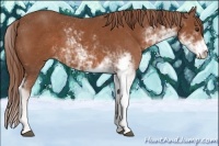 Horse Color:Chestnut Sabino