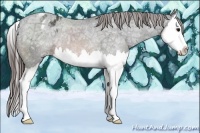 Horse Color:Brown Ice Sabino Splash Appaloosa Rabicano 