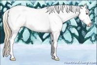 Horse Color:Red Dun Sabino Splash Tobiano Appaloosa 