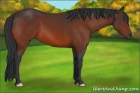 Horse Color:Bay Frame 